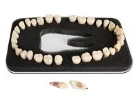 310_МУ0374_Комплект_32_модельных_зубов_З-32П