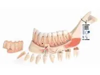 310_1019606 Локтевая кость, стандартная, правая, ORTHOBone 1