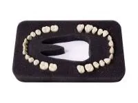 310_МУ0268_Комплект_28_модельных_зубов_З-28У