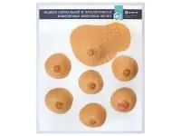 310_Модели_молочных_желез