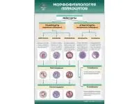 310_МУ0242_Морфофизиология_лейкоцитов