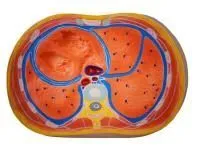 310_ZM1116_Модель сечение груди 1