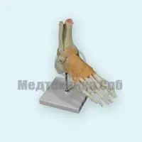 310_L046_Модель голеностопного сустава со связками (на подставке)