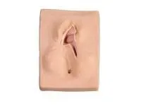 310_1018541 Имитатор эпизиотомии слева 1