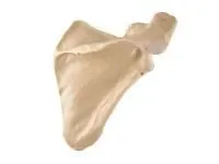 310_1018517 Лопатка, правая, ORTHOBone 1