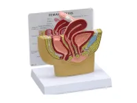 310_1019879 Биомеханические тесты блок 20PCF2MM, ORTHOBone