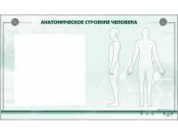 310_МУ0085_Анатомическое_строение_человека_1