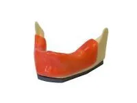 310_Денто-модель_ЧНИ-1.0_1