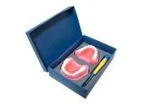 310_МУ0470_Денто-модель_ЧВН-28 N_1