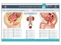 310_МУ0035_Стенд_Мочеполовая_система