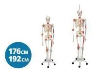 310_A013_Модель скелета младенца (на подставке)1