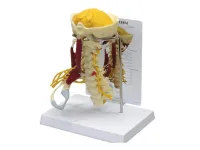 310_P3_Скелет человека1