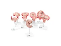 310_1019705 Педиатрический череп ORTHOBone Standard 1