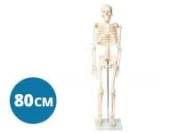 A004 Модель скелета человека 80 см (на подставке)