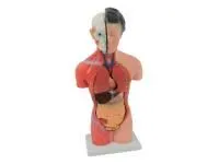 310_T007_Модель женского торса разборная 42 см 15 частей (на подставке)  1