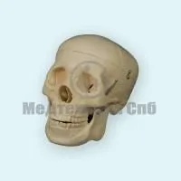 310_A014A_Модель черепа человека 3 части 1