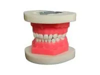 310_МУ0204_Денто-модель_ЧВН-20Э_1