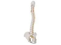 310_1005116 Мандибула с зубами, ORTHOBone 1