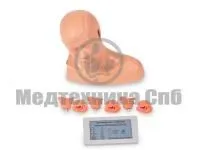 P10010 Тренажер для отработки навыков обследования уха с помощью отоскопа, с электронным контроллером. ВОЛОДЯ-ЛОР  2.0