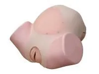 310_Тренажер_кесарева_1