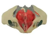 310_1016668 Бедренная кость, левая, ORTHOBone 1