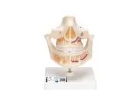 310_1019700 Поясничный отдел позвоночника ORTHOBone Standard 1