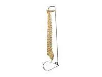 310_YAL038_Модель позвоночника (на штативе) 1