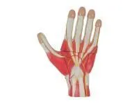 310_SMD136_Модель строения кисти разборная 3 части 4