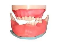 310_МУ0363_Денто-модель_хирургической_практики_1