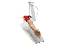 310_МУ0332 _Модель_верхней_конечности