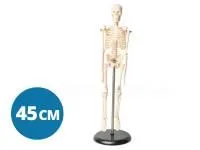 310_A010_Модель скелета человека 45 см (на подставке)1