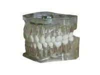 310_МУ0249_Денто-модель_ЧВН-32Э