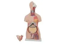 310_T002_Модель торса двуполая разборная 85 см 23 части (на подставке) 1