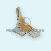 310_A11209 6K_Модель голеностопного сустава со связками (на подставке)