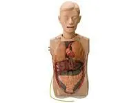 М0535 Манекен для отработки навыков промывания желудка