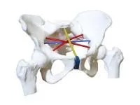 310_Тренажер_пельвиометрии