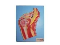 310_A11202_Модель плечевого сустава в разрезе (на подставке)1