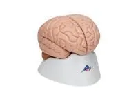 310_1019701 Поясничный отдел позвоночника ORTHOBone Standard, с крестцом 1