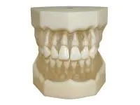 310_ДМУ0402_Денто-модель_ЧВН-28УП_1