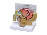 310_1019876 Биомеханические тесты блок 10PCF3MM, ORTHOBone 1