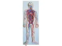 310_1016671 Лучевая кость, левая, ORTHOBone 1