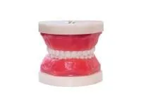 310_МУ0206_Денто-модель_ЧВН-24_1