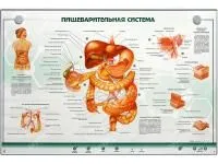 310_МУ0021_Стенд_Пищеварительная_система