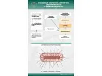 310_МУ0239_Основные_свойства_антигенов