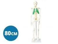 310_A008_Модель скелета человека с позвоночными нервами 80 см (на подставке)1