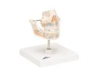 310_1018096 Таз, полный, с крестцом, ORTHOBone