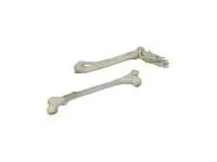 310_L062L_Модель костей левой нижней конечности1