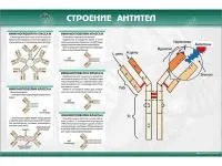 310_МУ0240_Строение_антител