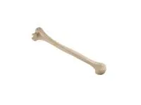 310_1019609 Плечевая кость, стандартная, левая, ORTHOBone 1