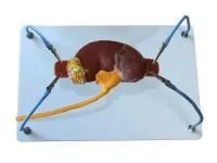 МУ0509 Пособие для отработки навыков лапароскопии «Почка с мочеточником»